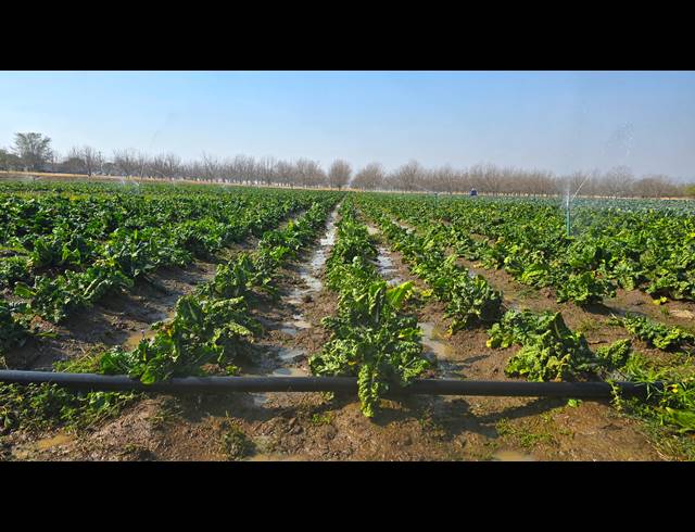31HA FARM FOR SALE IN WEENEN